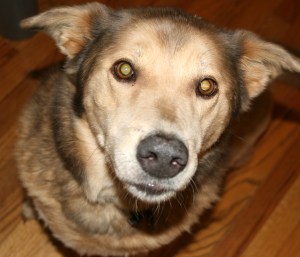 Laz My Eyes aren't Devil Dawg Yellow ...