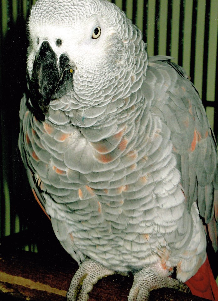 CSS Frank Aprile- 06062014_0000